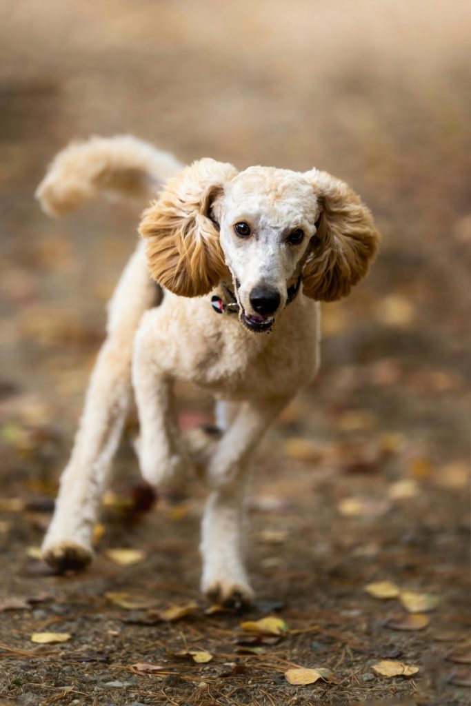 Workshop i fløjteindkald for hunde i Marslev, Fyn, lær hunden at komme på fløjt