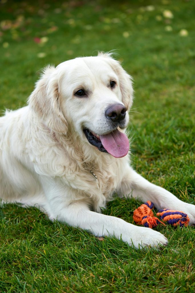 Hundetræning workshop i Marslev, Fyn, lær hunden at gå pænt i snor