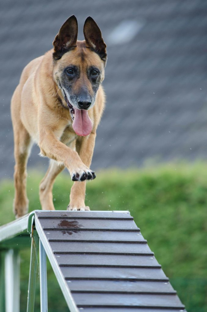 Hund der går på forhindringsbane under workshop i Marslev på Fyn