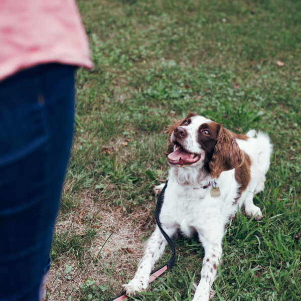 Hund der ser op på Bodil under hundetræning på Fyn, klar til at modtage en besked