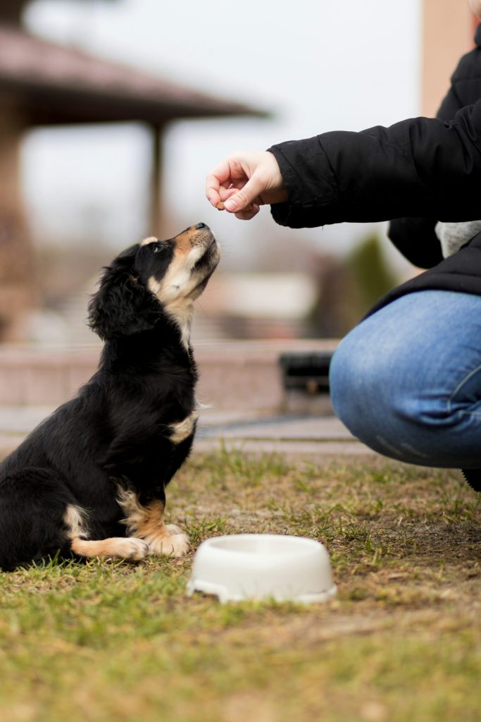 Hund får godbidder under holdtræning i Marslev og Brylle på Fyn