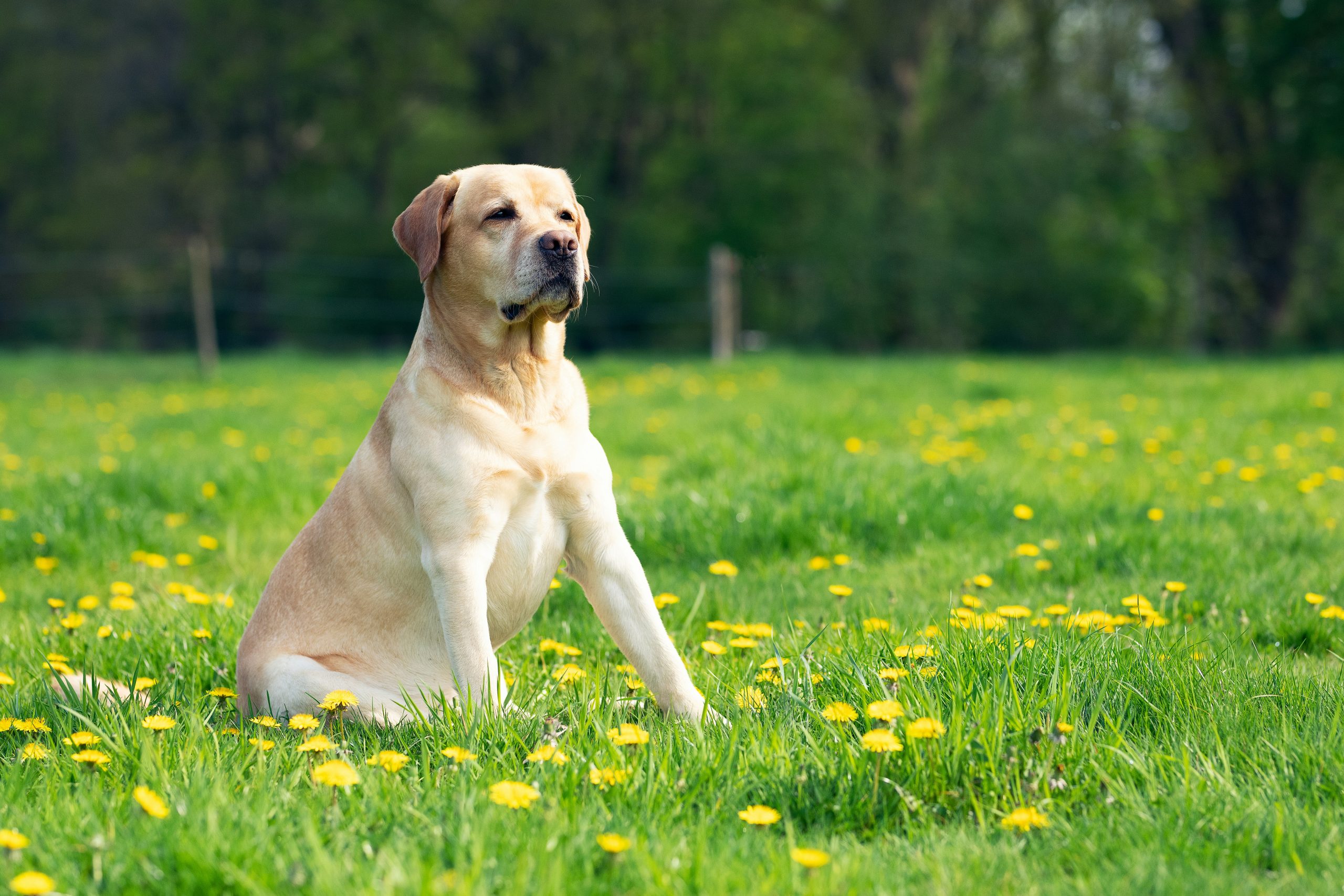 Hund der sidder på en mark under eneundervisning