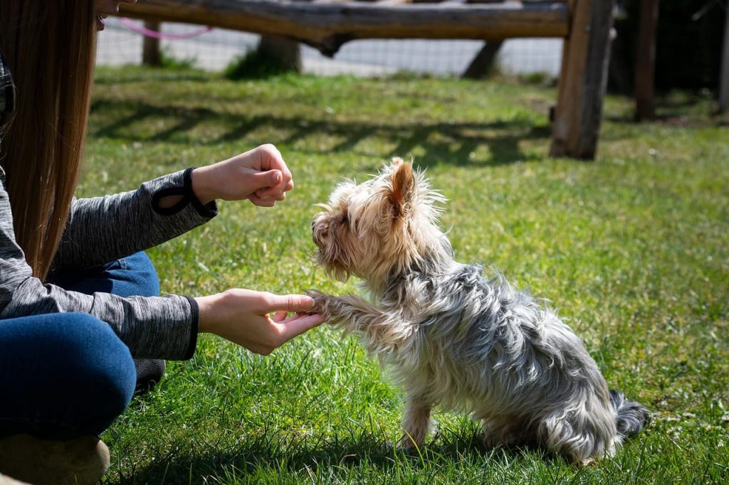 Velkommen til Hund&Ejer – hundetræningshold, enkeltundervisning og workshops