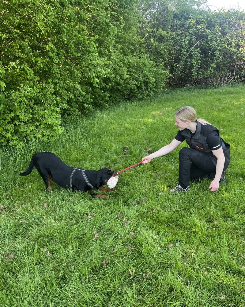 Bodil holder et legetøj, mens hendes hund bider i det under træning